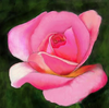 Pink Rose Niyaz Noonu Lhohi Image